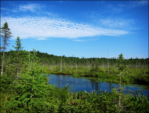 Adirondack Wetlands: Barnum Bog from the Boreal Life Trail (22 July 2011)